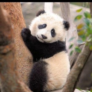 Meet your Posher, Ariel